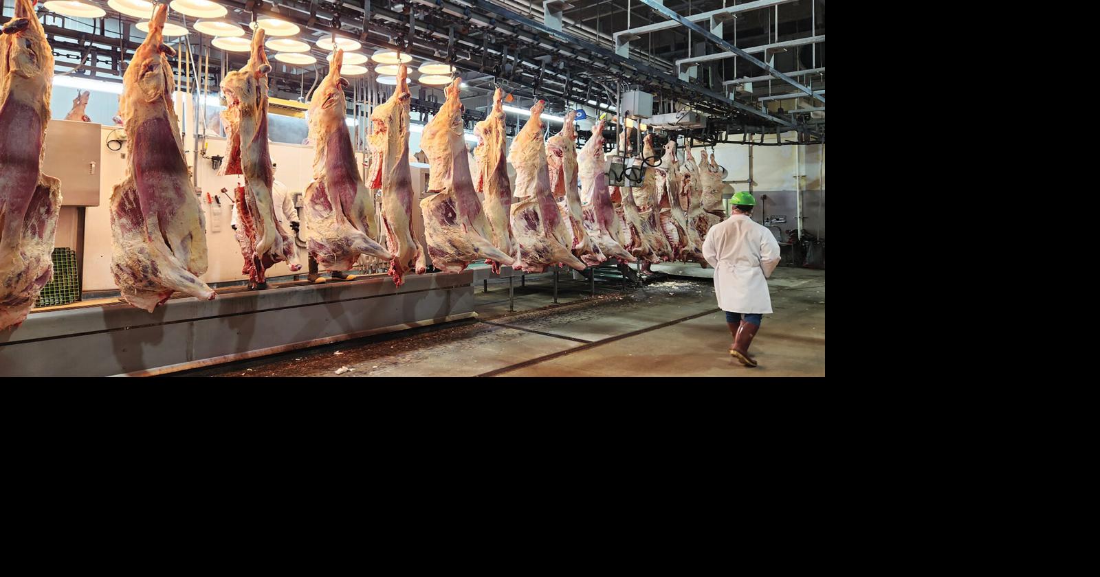 Increased Carcass Size: Packer Perspective | Industry News ...