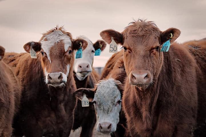 Cattle Health Impacts Carcass Traits | Cow/Calf Corner ...