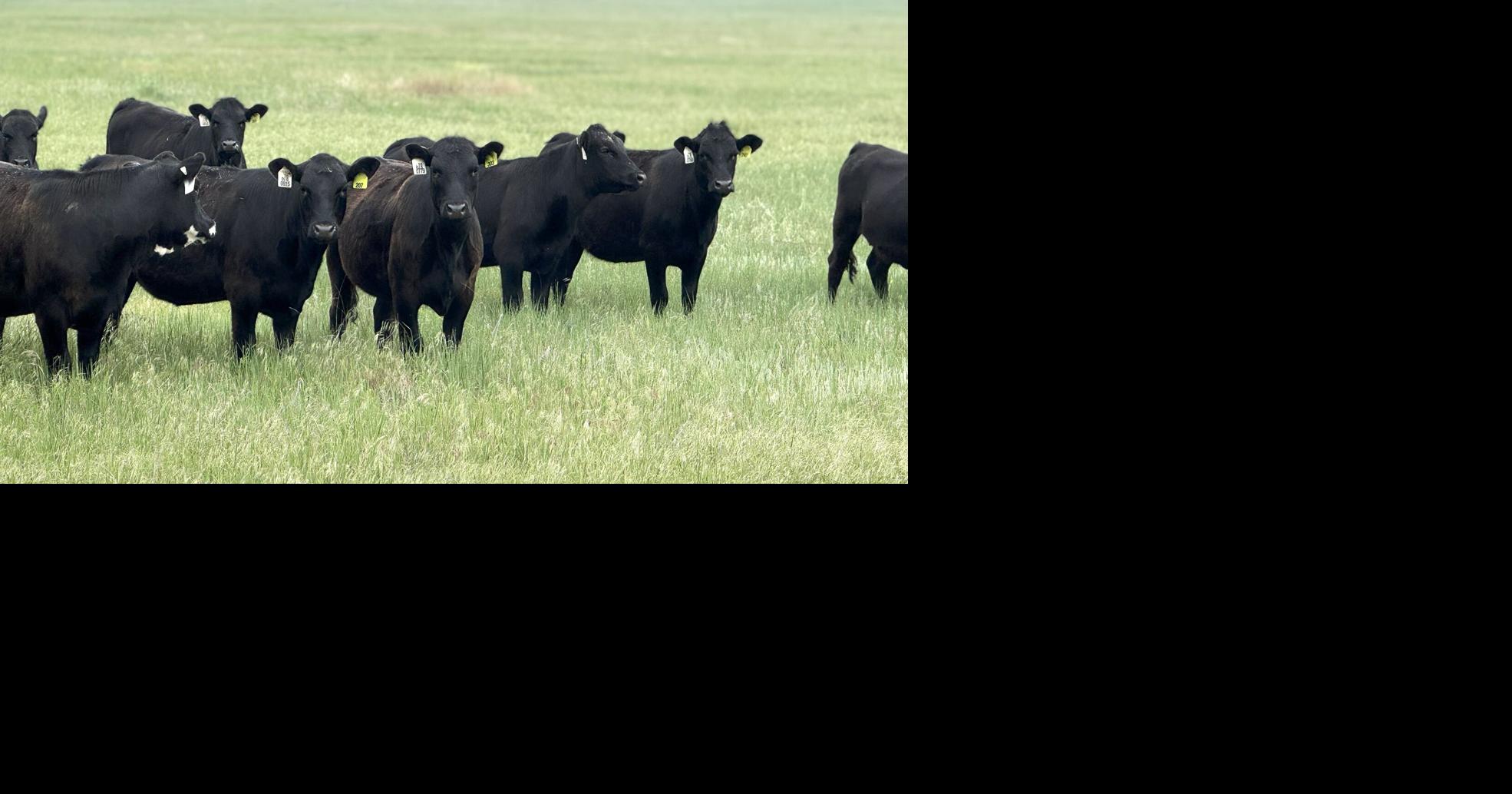 Supplementation Rates for Stocker Calves Grazing Summer Pasture ...