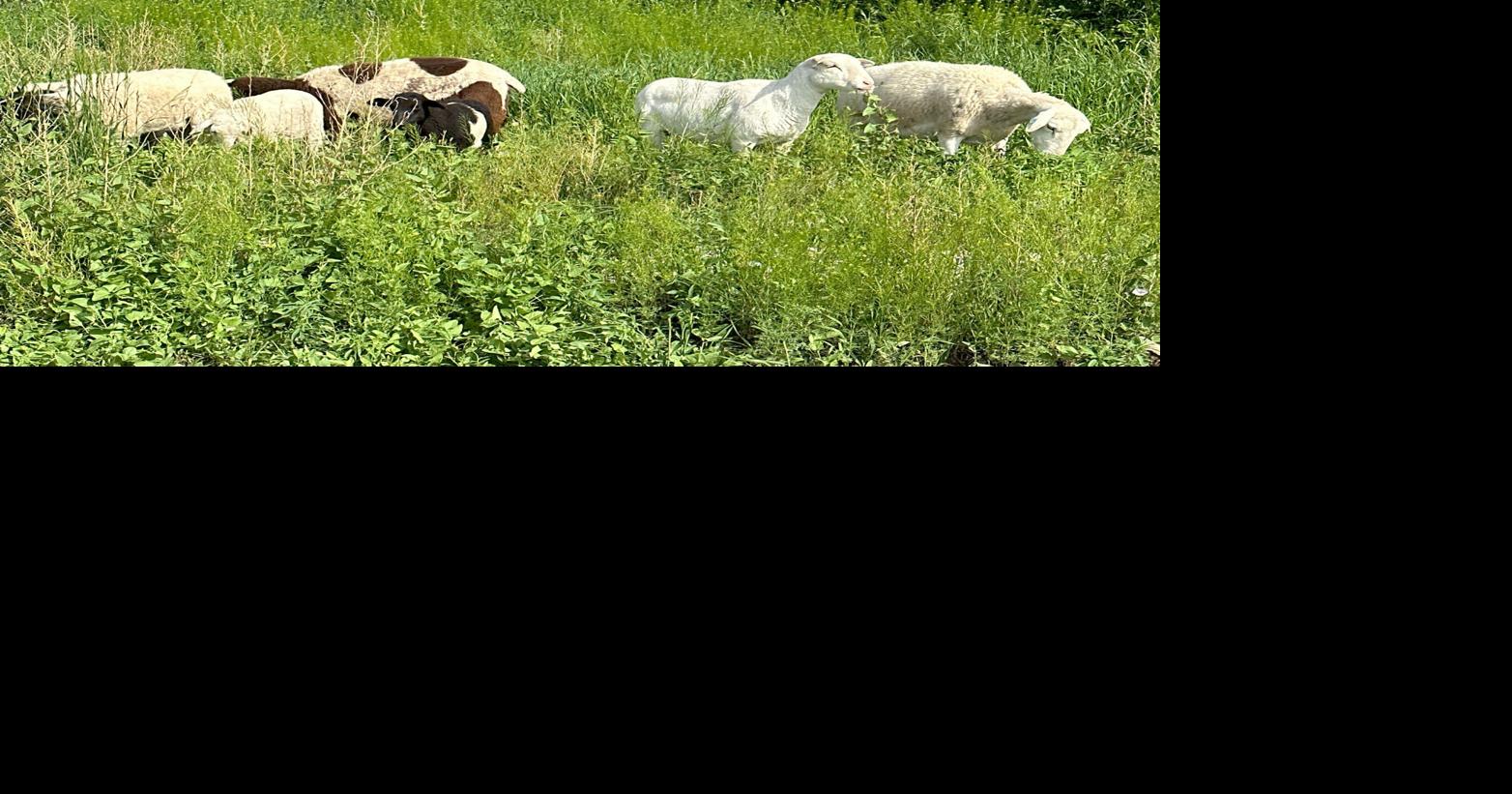 Field Day Showcases Applications of Small Ruminant Grazing | Management ...