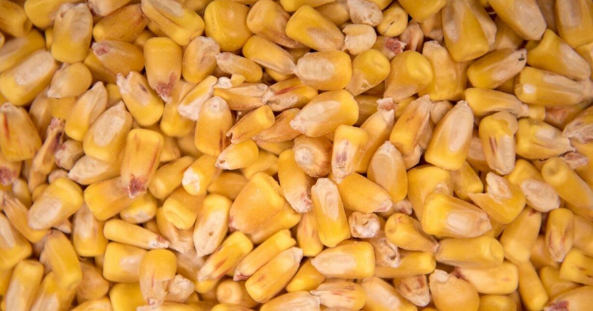 Elevating Your High Moisture Corn Management | Feedlot Special ...