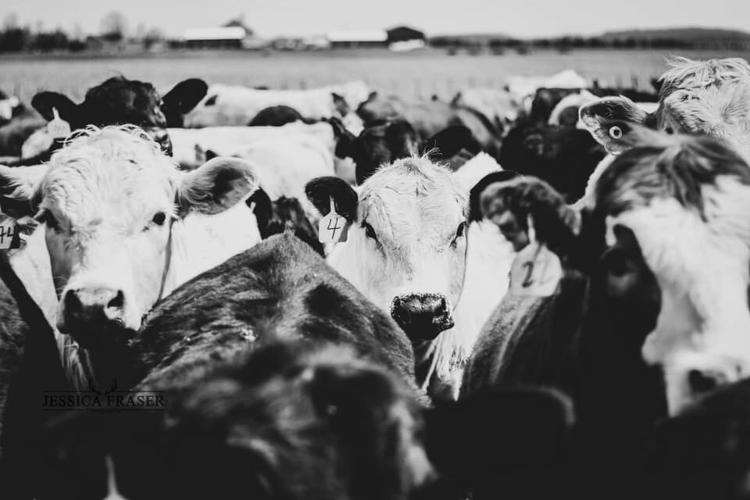 Adjusting Weaning Weights to Put Calves on an Even Playing Field | Cow ...
