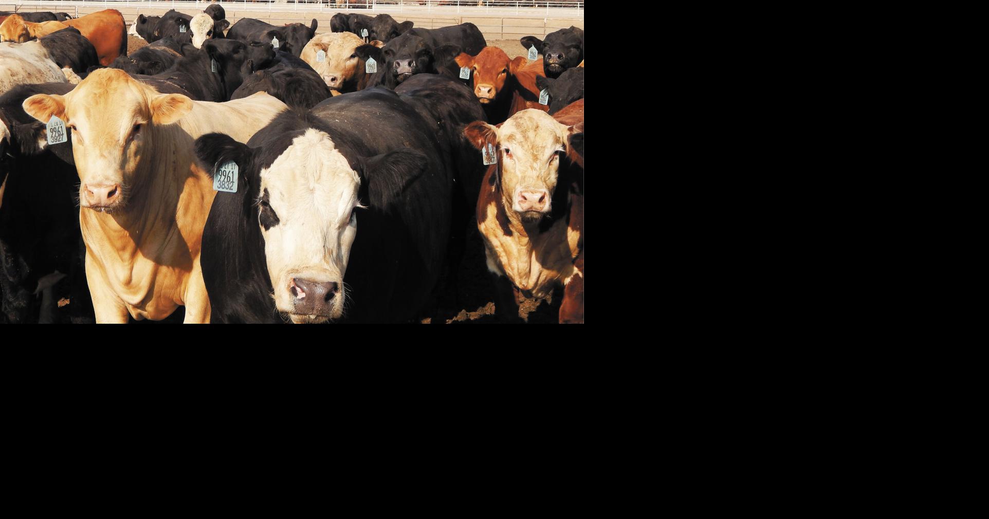 The Next Step Tying Value to Feeder Cattle Pricing Instead of