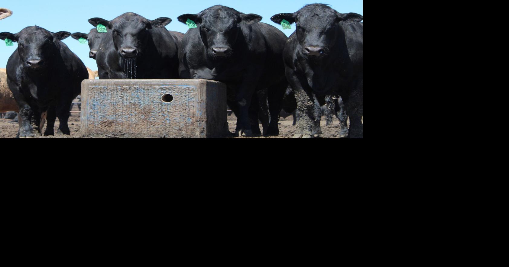 Supplying Water Needs for Beef Cattle | Management | feedlotmagazine.com