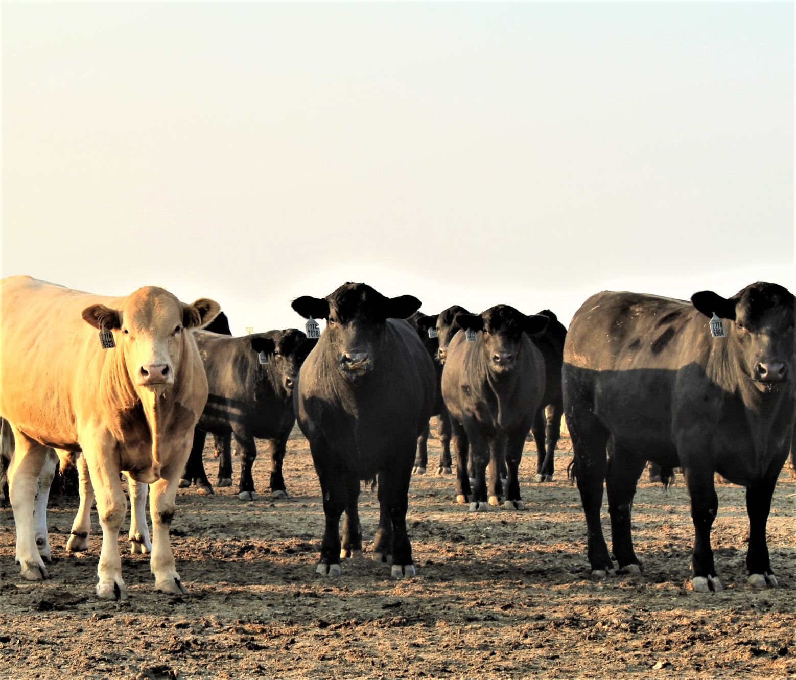 March Cattle on Feed Report Assessment | Industry News ...