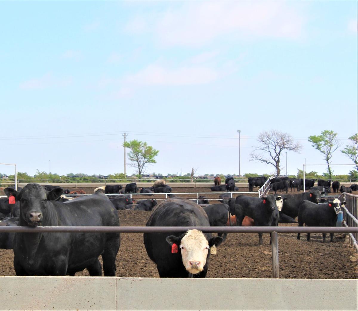 Feeding Hybrid Rye Grain to Cattle Feedlot Special