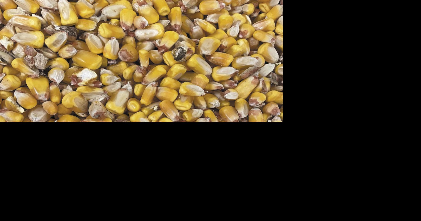Feeding High Moisture Corn | Feedlot Special | feedlotmagazine.com