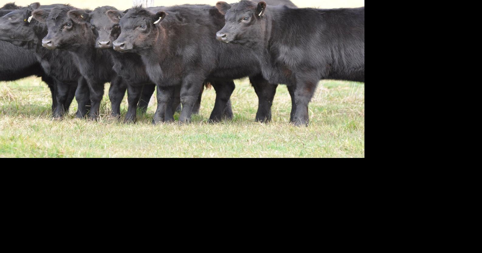 Feeder Supply Facts News