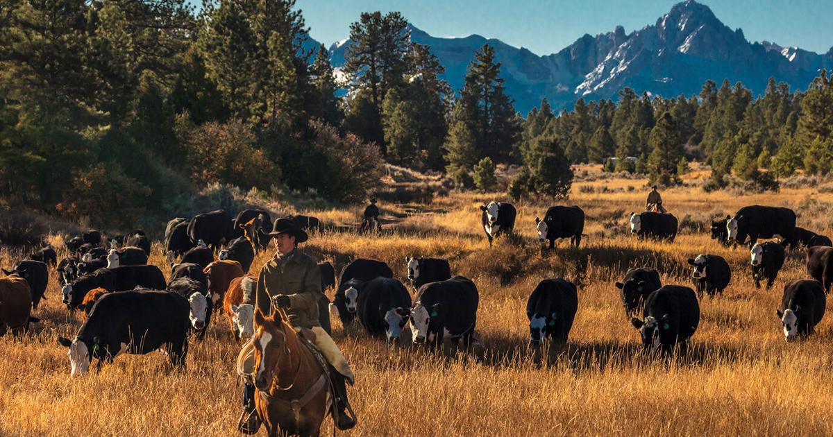 High Contry Ranch The Place for PAP Testing in High Country Ranching | Cow/Calf Corner ...