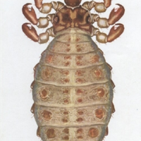 Lice Cardinal CC Lice Fig 2 | | feedlotmagazine.com