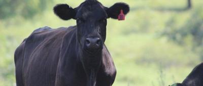 Pregnancy Diagnosis in Heifers and Cows Provides Management Options ...