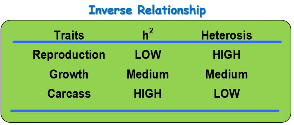 Heterosis Graph Heritability and Heterosis - Build Back Better – Replacement Heifer ...