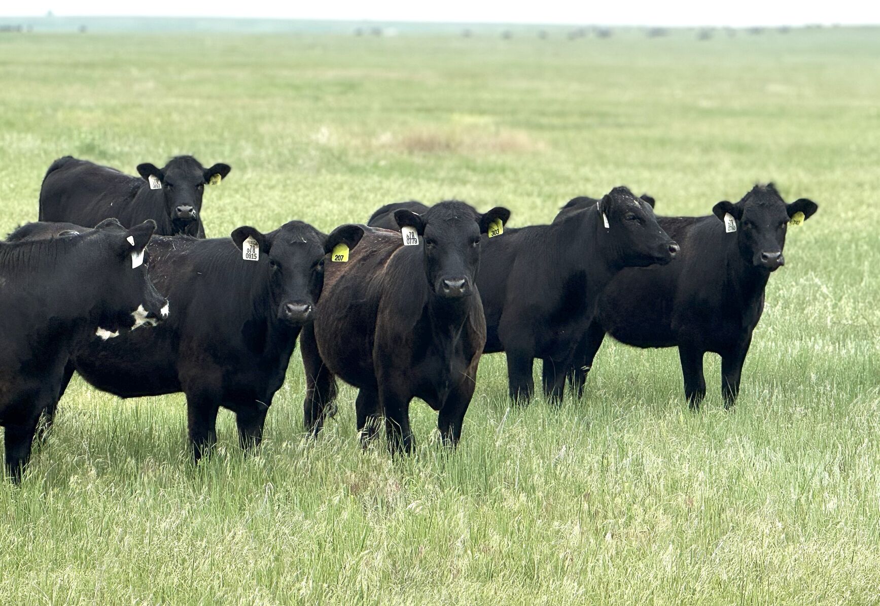 Livestock Risk Protection (LRP): A Tool for Managing Price Risk in ...