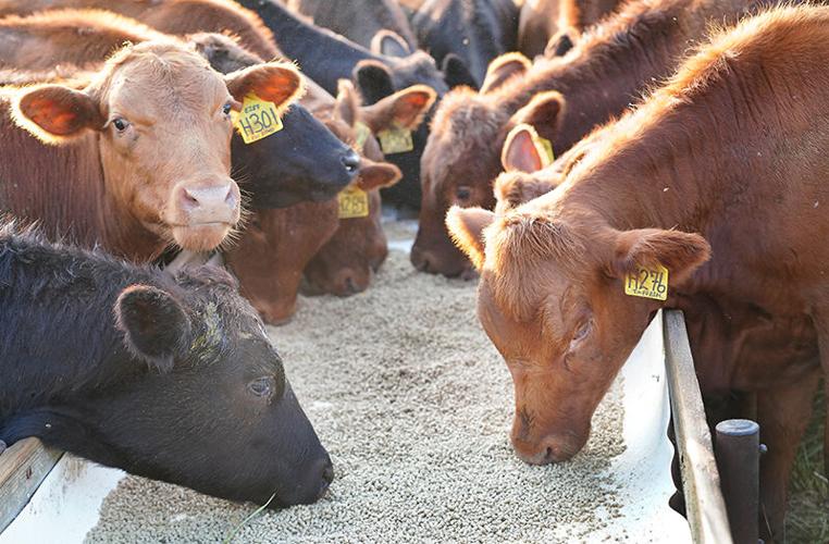 Impact of Rumen-Protected Vitamin Supplementation on Immunity of Newly ...