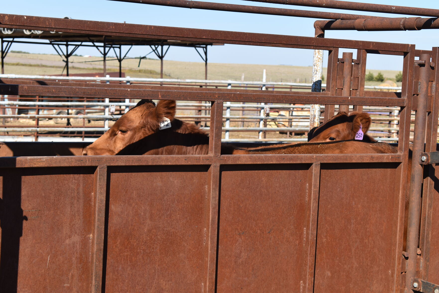 Cattle Working Facilities | Cow/Calf Corner | Feedlotmagazine.com