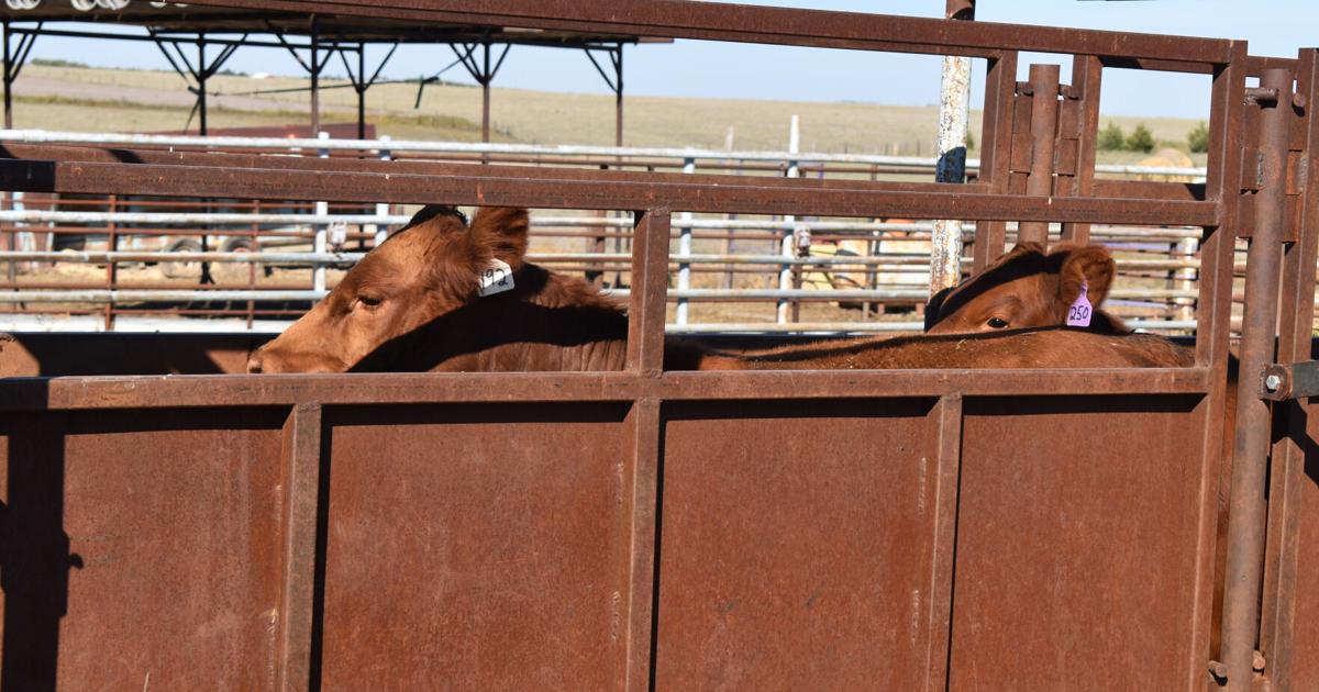 Cattle Working Facilities | Cow/Calf Corner | feedlotmagazine.com