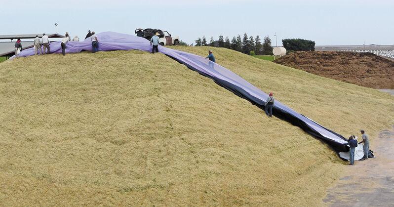 12-Step Silage Success System | Feedlot Special | feedlotmagazine.com