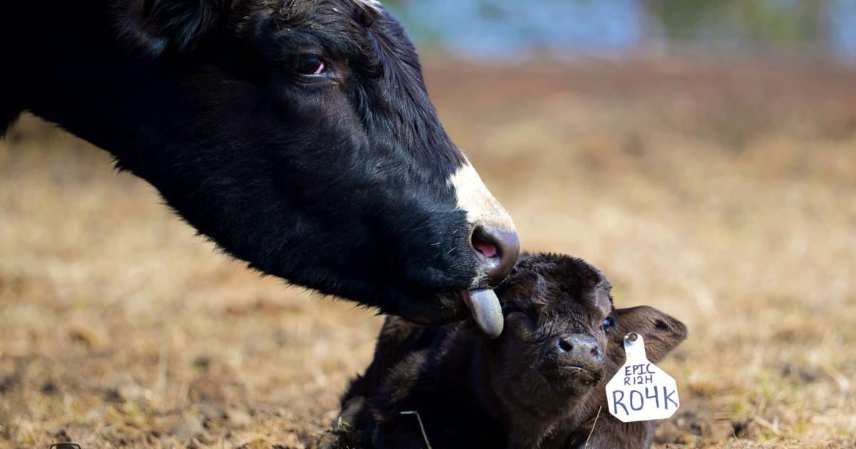 Calving Problems: When to Intervene | Cow/Calf Corner | feedlotmagazine.com