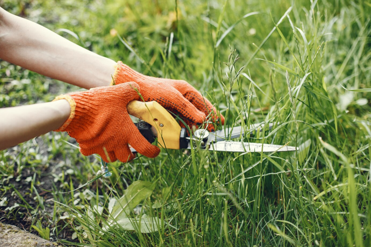 7 Ways Lawn Mowing Services Can Improve Your Curb Appeal
