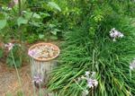How to Create a Backyard Pollinator Waystation That's Eco-Chic and Totally DIY