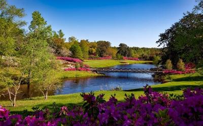 Enhancing Newtown Square's Landscape: Comprehensive Tree Solutions for Safety and Beauty