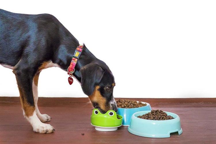 How to Take Better Care of Your Pup
