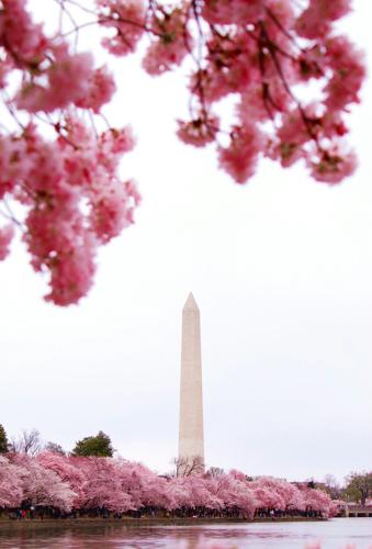 The cherry blossoms in DC are a must-see