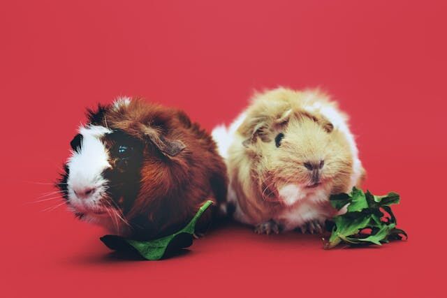 How to Keep Rodents out of the Home While Renovating