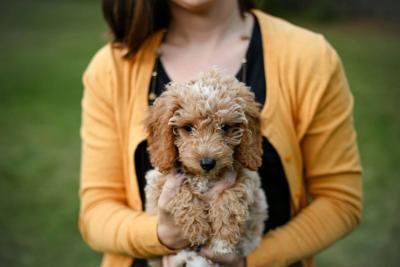 The Goldendoodle: The Perfect Family Dog