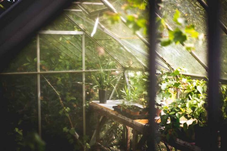 Planning to Buy a Greenhouse? Here's What to Keep in Mind