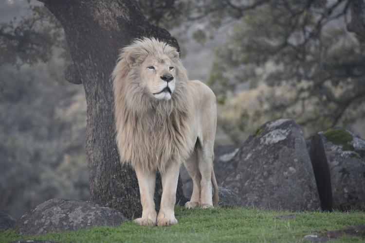A Summer of Compassion at Lions Tigers and Bears