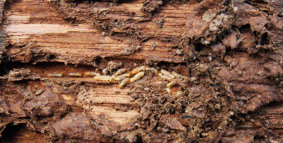 How To Get Rid Of Termites In Your Houston Home