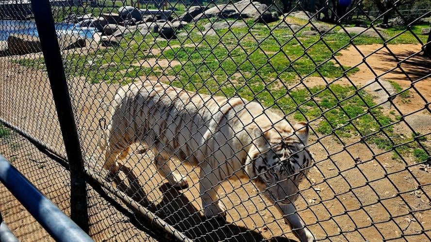 A Day of Second Chances at Lions Tigers & Bears, a Big Cat Sanctuary in San Diego