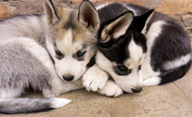 What Should You Know About Dog Breeders in the UK?