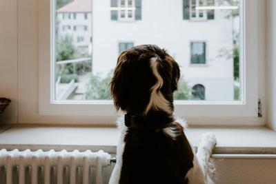Dog stands next to radiator at a window