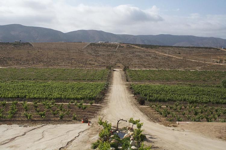 Valle de Guadalupe's Best Wineries Revealed