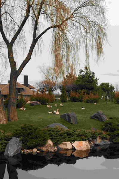 Guard Your Fish: A Canadian's Guide to Stopping Herons & Raccoons at the Pond