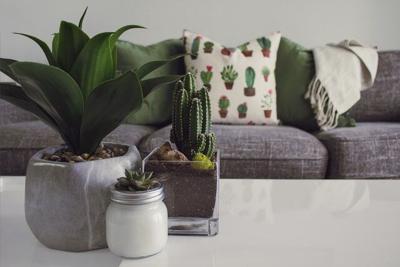 How To Tell When Your Indoor Plant Needs Water & Other Useful Tips
