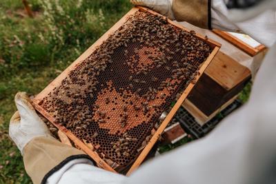 Embracing Nature: The Art of Urban Beekeeping