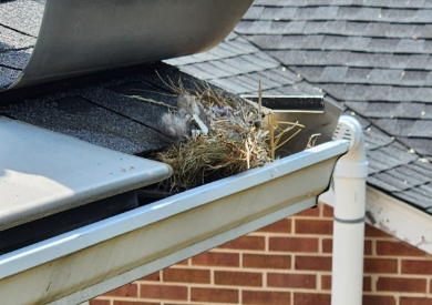 How to stop birds nesting in eaves: plan before sealing gaps