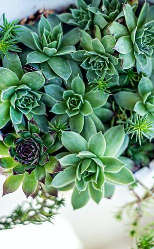 Important Care Tips And Tricks That You Should Know Before Having Houseplants