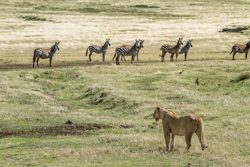 How to Fully Understand the Animal Kingdom: 6 Tips to Followvvv