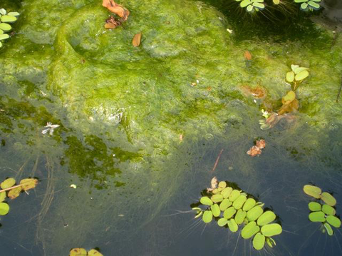How Can You Get Rid of the Mustard Algae in Your Swimming Pool?