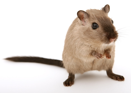 How To Solve Pest Problems: A Comprehensive Guide