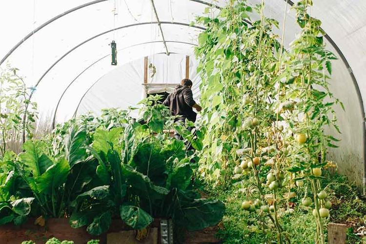 Planning to Buy a Greenhouse? Here's What to Keep in Mind