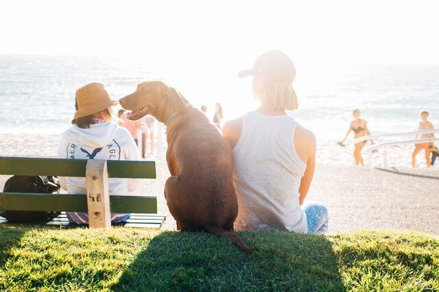 Being Aware Of Summer Dangers For Your Home Pet