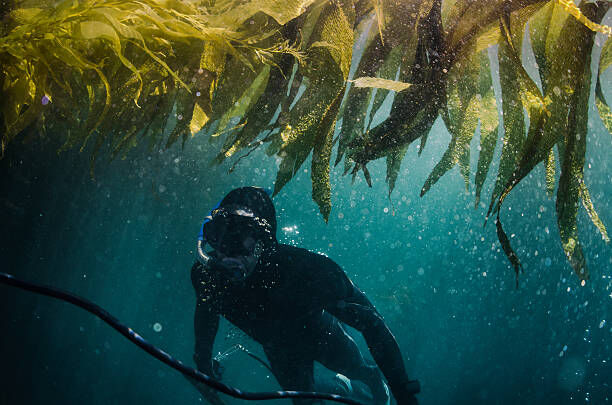Dive into Adventure: Exploring the Kelp Forests of Catalina Island