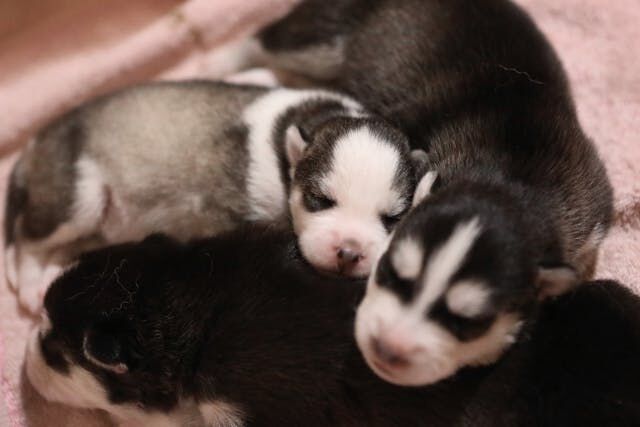What Should You Know About Dog Breeders in the UK?