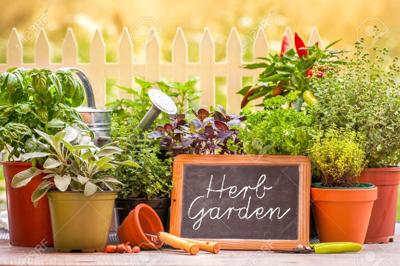Best Herbs to Grow in Your House-Herbs to Plant Indoor