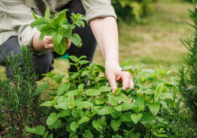The Plants That Feed: Natural Herbs That Support the Nursing Body